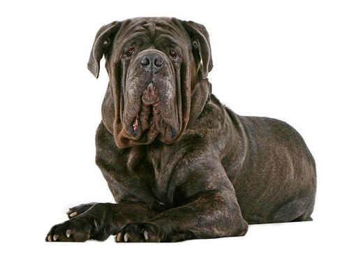 Neapolitan deals mastiff rescue